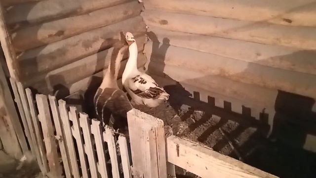 Наши послеобеденные новости в стайке. смотреть онлайн