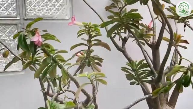 Looking at Adenium Obesum - Ep70 смотреть онлайн