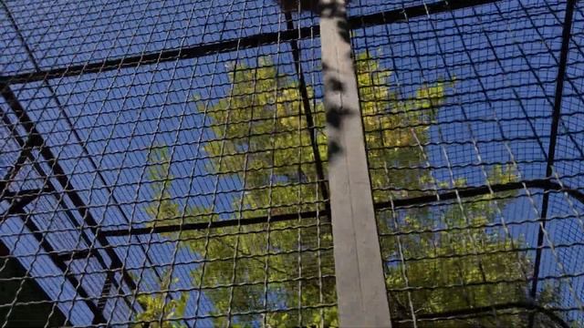 Орангутан Дана здорово выросла! Тайган Orangutan Dana Has Grown Great! Taigan