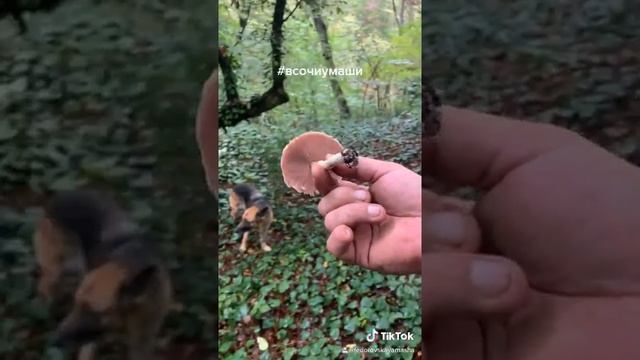 Лесной шампиньон #всочиумаши смотреть онлайн