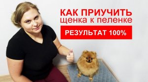 Топ 11 советов  Как приучить щенка к пеленке  100 результат  Подробная инструкция