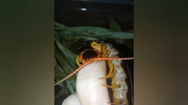 Scolopendra subspinipes| Сколопендра чистит палец смотреть онлайн