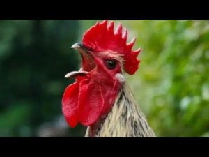 Петух громко кукарекает что делать