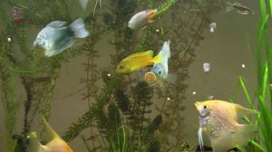 Как содержать Скалярии, Гурами. Домашнее аквариумное разведение, содержание, уход.
