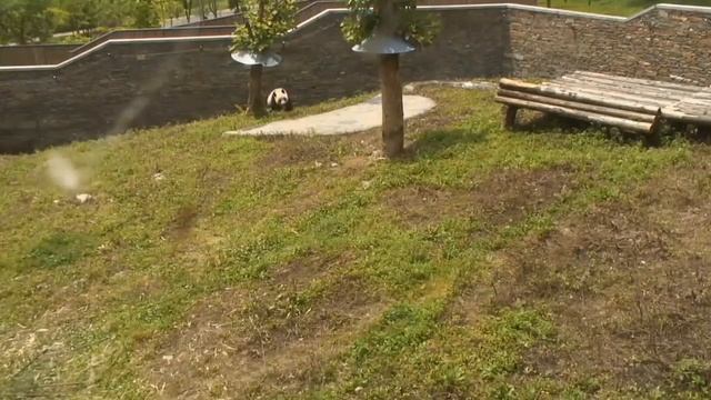 Panda Rolls down Hill (hilarious!) смотреть онлайн
