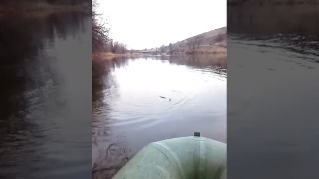 13 декабря 2018г.Вываживание трофейной щуки вес-1.545кг смотреть онлайн