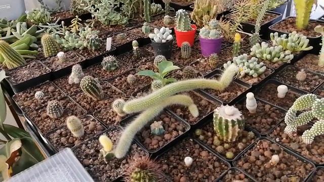 Кактусы. Зимовка 21 года. смотреть онлайн