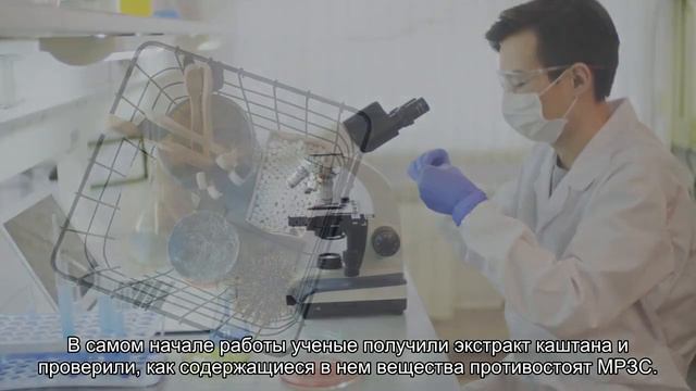 В листьях каштана нашли мощный антибиотик смотреть онлайн