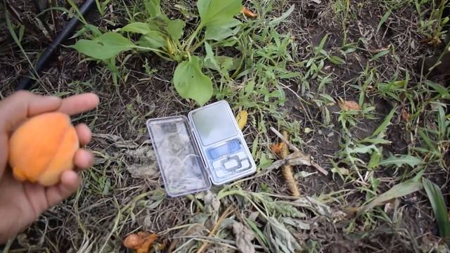 Персик Онтарио (30 июля) - Агро Сад смотреть онлайн