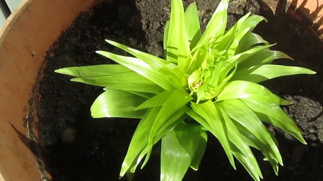 Рябчик императорский. Очень нужен совет! смотреть онлайн