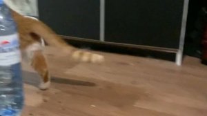 КАК и ЧЕМ чистить уши кошке в домашних условиях (инструкция из 6 шагов)