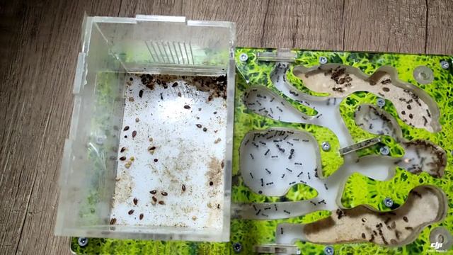 муравьи-жнецы против опарыша. таймлапс смотреть онлайн