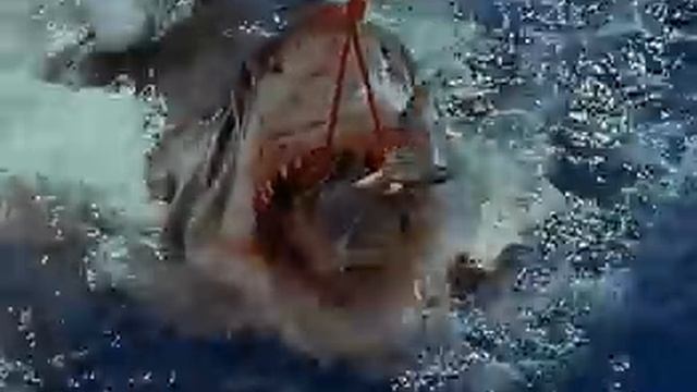 Great White Shark Eats Tuna смотреть онлайн