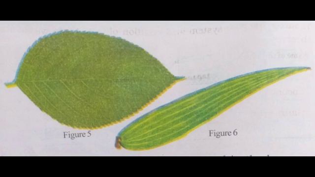 4 TH STD EVS KERALA SYLLABUS THE LEAF TOO HAS TO SAY:Part2|reticulate venation parallel venation смотреть онлайн