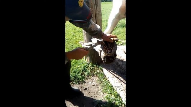 как подковать лошадь смотреть онлайн