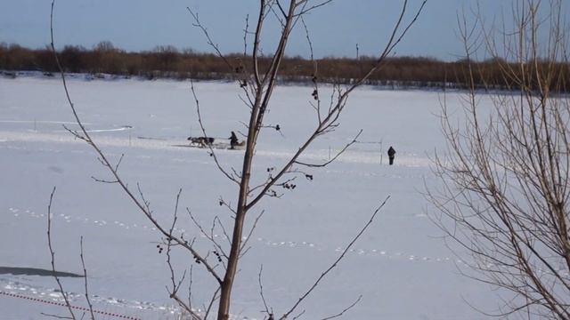 День оленя в Голубино: гонки оленеводов смотреть онлайн