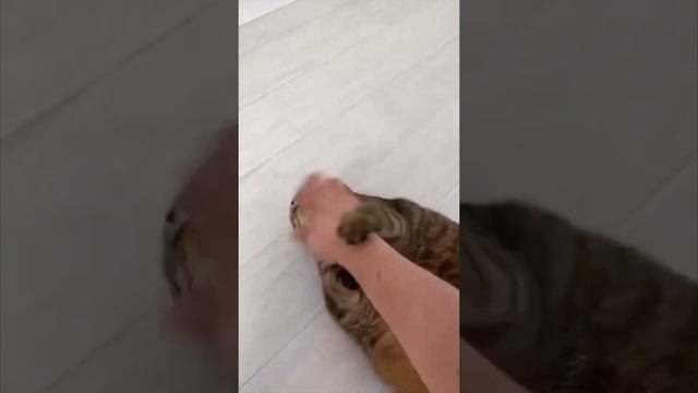 КОТЫ 2021 | СМЕШНЫЕ КОТЫ ПРИКОЛЫ С КОТИКАМИ | Funny Cats 2021 | РЕЛАКСАЦИЯ ЖИВОТНЫЕ 4K смотреть онлайн