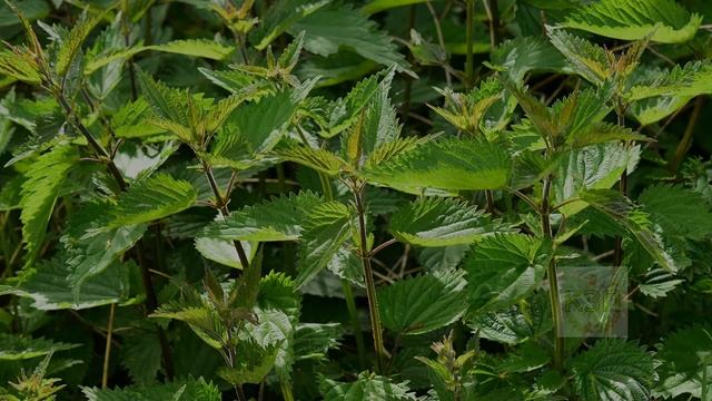 Соберите эти целебные травы в мае чтобы не ходить в аптеку целый год! Полезные целебные травы в мае смотреть онлайн