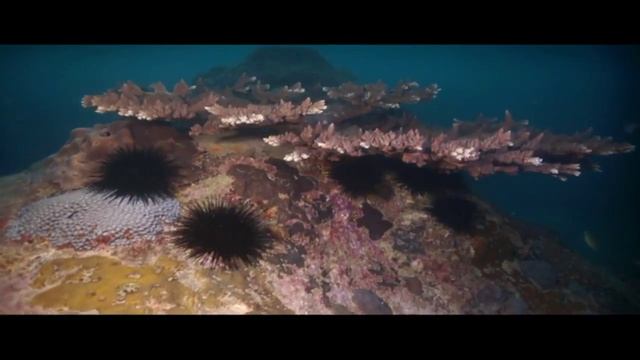 Сейшелы. Подводный мир. смотреть онлайн