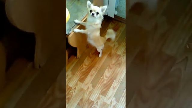 чихуахуа Люся смотреть онлайн
