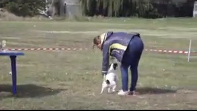 Бердянск. Выставка собак. 30.09.2018 смотреть онлайн