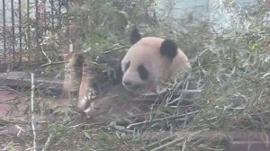 Панда кушает