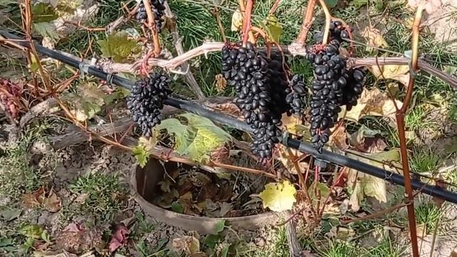 @Виноград Джой кишмиш  Бессемянный виноград осенью