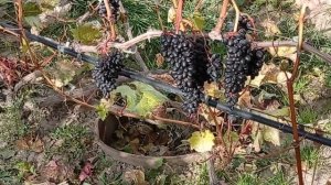 @Виноград Джой кишмиш  Бессемянный виноград осенью