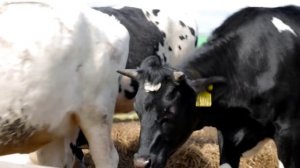 Продажа племенных нетелей молочных пород в Узбекистане