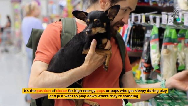 "Unlocking the Meaning Behind Your Dog's Sleeping Position# pets attraction смотреть онлайн