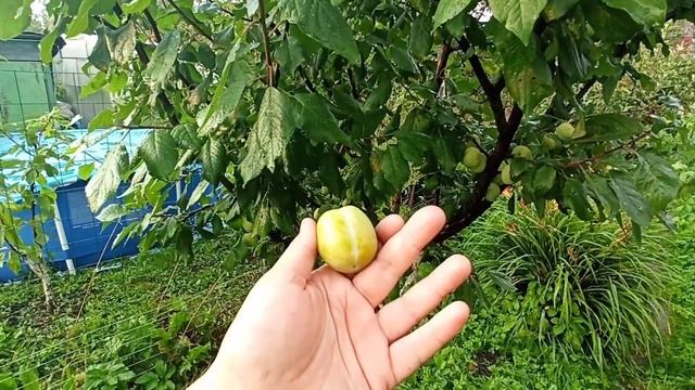 Слива жёлтая сорт Утро. смотреть онлайн