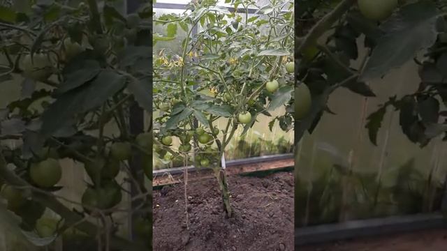 Суперсорт томатов Бони ММ смотреть онлайн