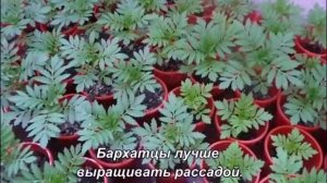 Цветы.Цветущие все лето. Низкорослые однолетние.