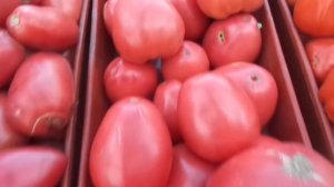 УНИКАЛЬНЫЙ СИБИРСКИЙ ТОМАТ БАТЯНЯ. Ольга Чернова.