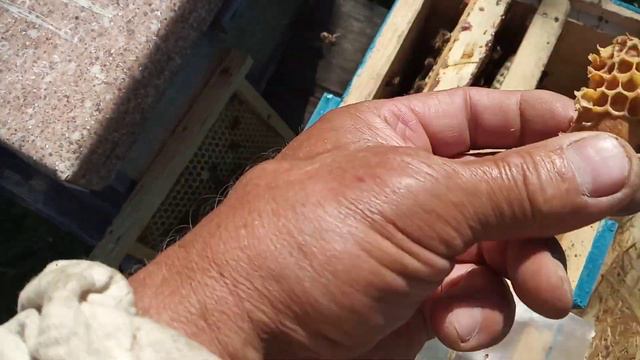 Мини - нуклеусы . Выход маточек из маточников . смотреть онлайн