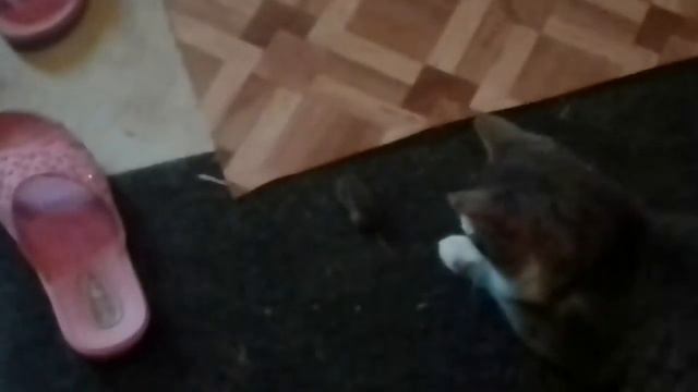 Что делает кот перед тем как съесть мышь? смотреть онлайн