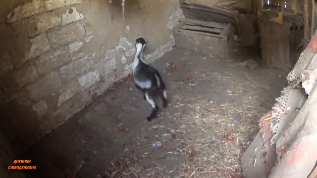 Что с кроликами? Где козлята? И прочие новости нашего двора... 😎 смотреть онлайн