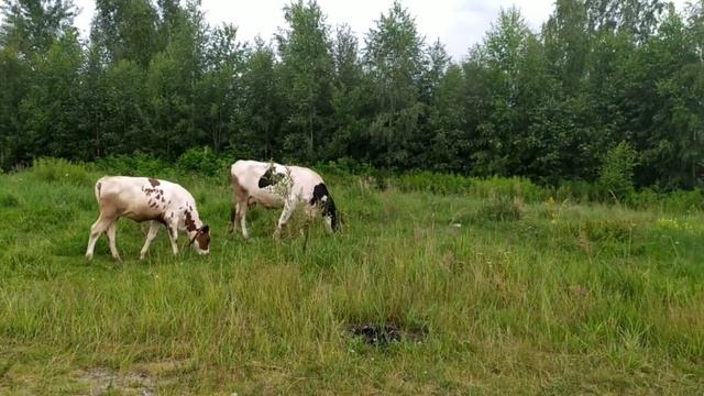 Гуляем, пасем коров смотреть онлайн