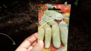 Отзыв об огурцах Кураж, Пучковое великолепие, Китайский и др.