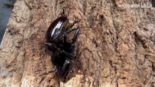 Dorcus titanus palawanicus vs Megasoma actaeon смотреть онлайн