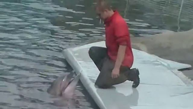 Дельфинарий. смотреть онлайн