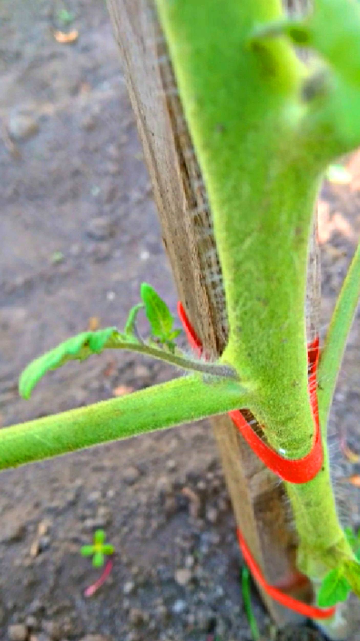 Обрываем пасынки у помидоры смотреть онлайн