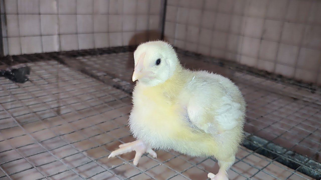 Бройлер растёт Дела житейские на Деревенском канале смотреть онлайн