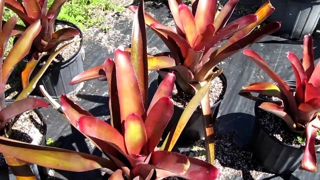 Neoregelia cruenta cv. Explosion- full sun landscape bromeliad смотреть онлайн