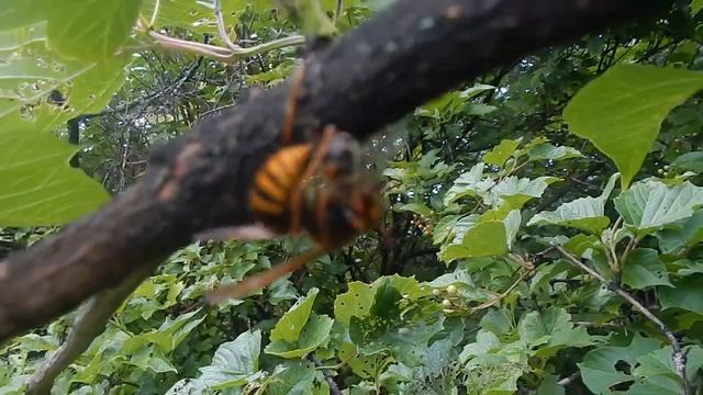 Закармливание пчёл сиропом в зиму, борьба с шершнями. смотреть онлайн