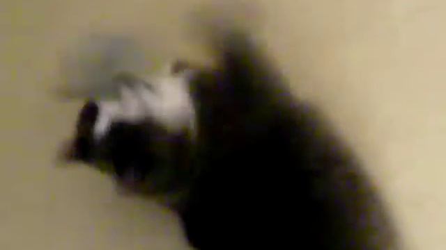 Hitler playing with mouse on the string смотреть онлайн