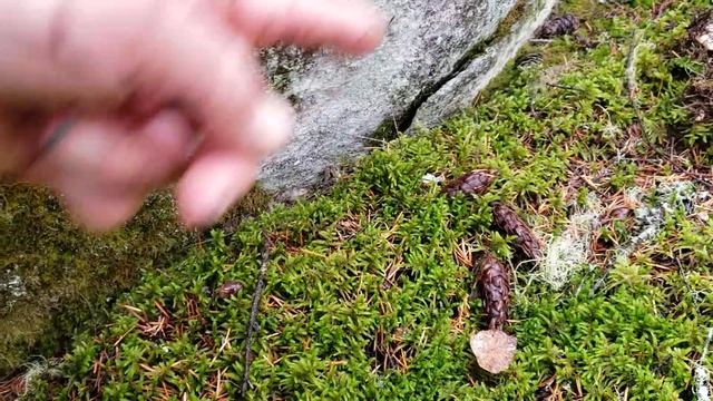 How to find Lots of Matsutake Pine Mushrooms смотреть онлайн