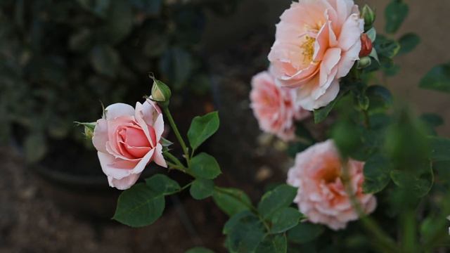 Rosa Apricot Candy (Hybrid Tea Rose) In Zone 9B