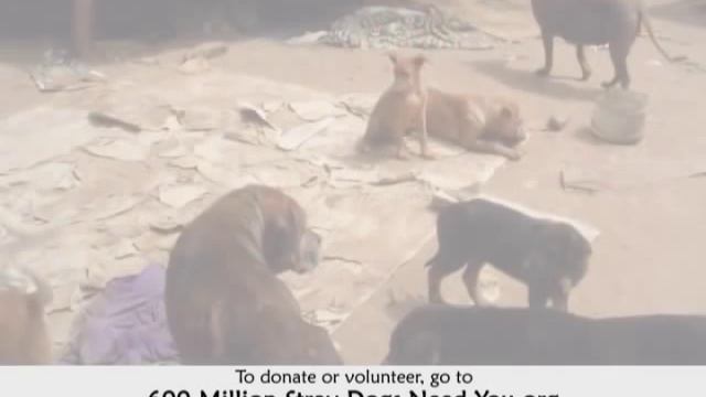 Help Develop Permanent Lasting Birth Control Cat and Dog Food 600 Million Dogs - Alex Pacheco смотреть онлайн