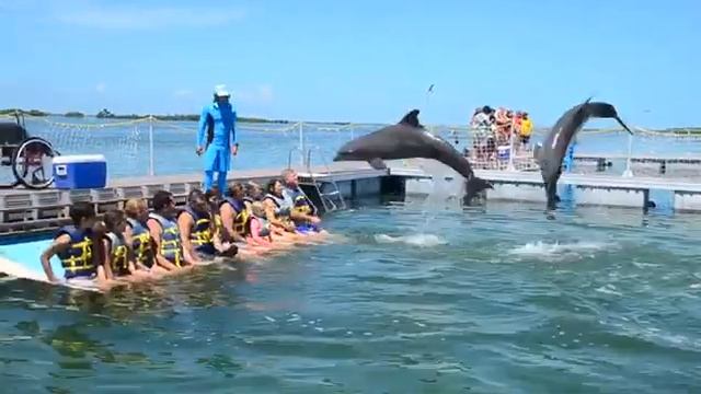 Dolphins jumping in the sea Cayo Coco Cuba July 2019 смотреть онлайн